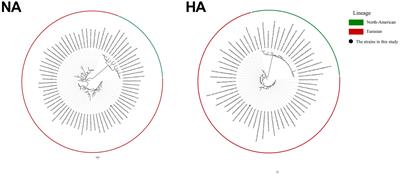 Etiologic characteristics of avian influenza H11 viruses isolated from the live poultry market in southeast coastal region in China